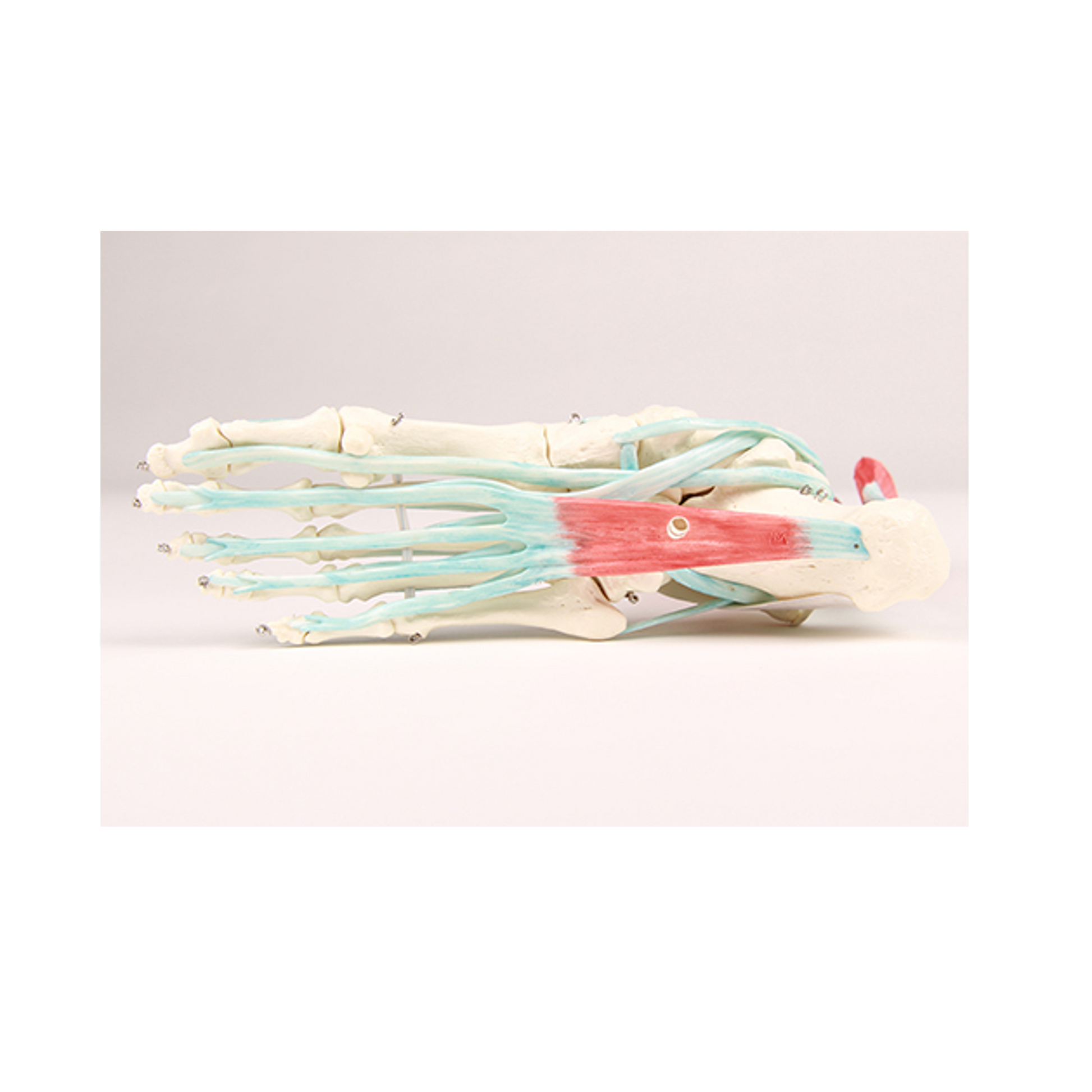 Squelette du pied avec muscles