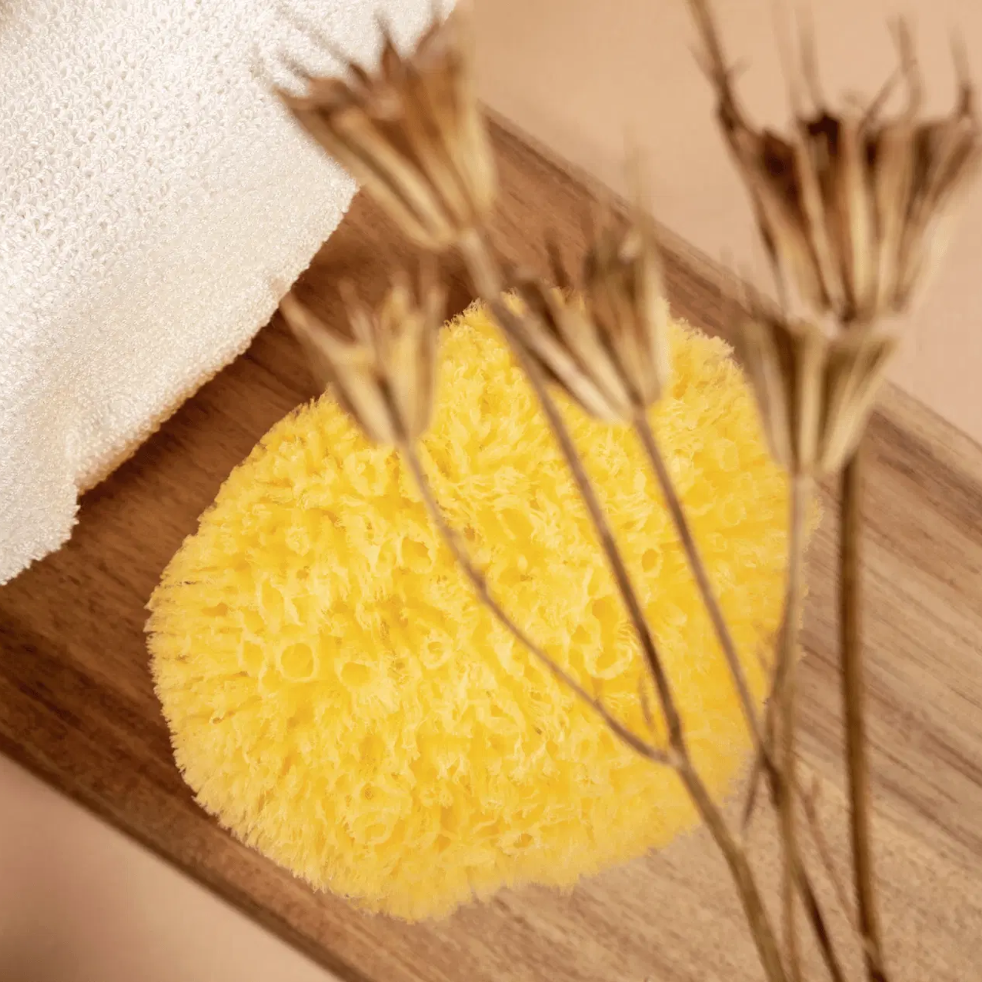 Natural sponge - Peclavus