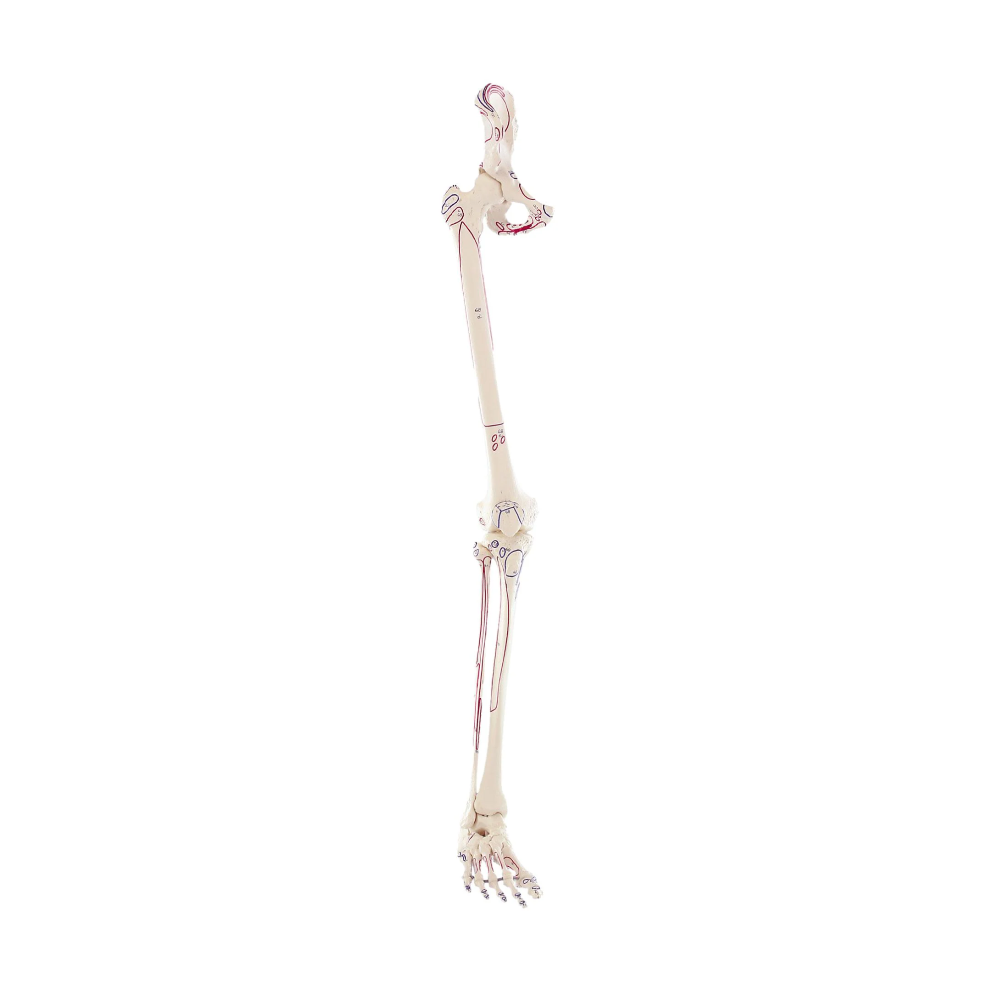 Leg skeleton with half pelvis + muscles drawn